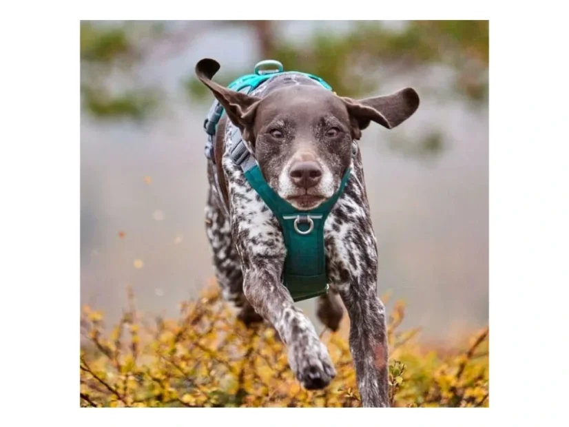 Postroj Hurtta Rover paví zeleň 55-70