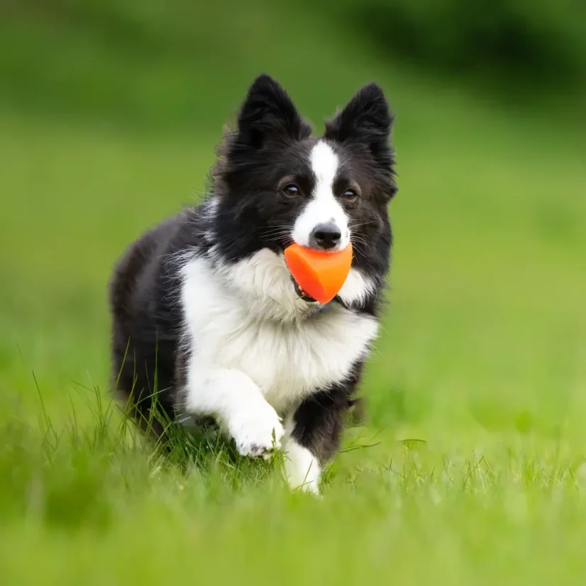 Ruff Dawg nezničitelná hračka pro psy pyramida 7,6cm pro malé a střední psy pod 18 kg