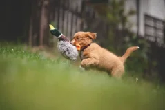 Hračka Multipet Migrators divoká kachna plyš 38 cm