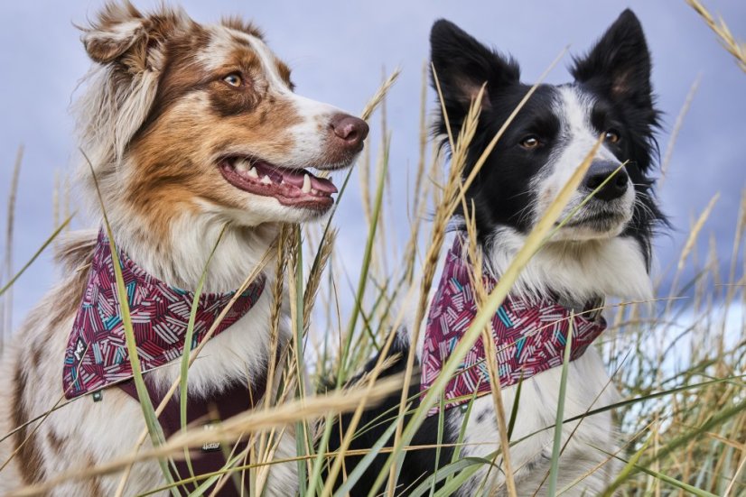 Šátek Zhero Safety Bandana ECO rubínová S
