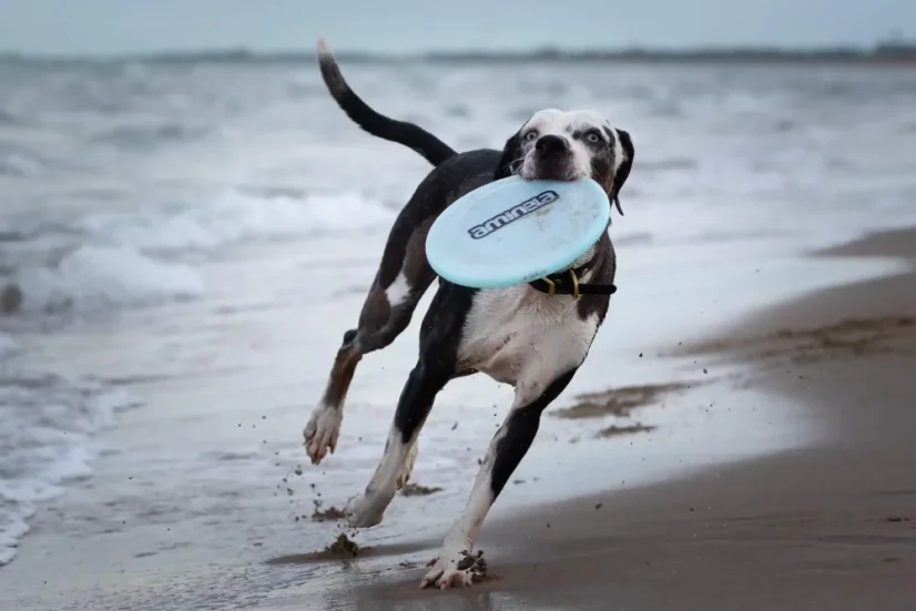 Aminela Frisbee Fastback Flex Light Blue