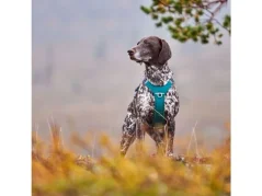 Postroj Hurtta Rover paví zeleň 65-80