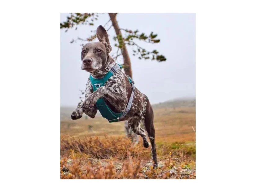 Postroj Hurtta Rover paví zeleň 55-70